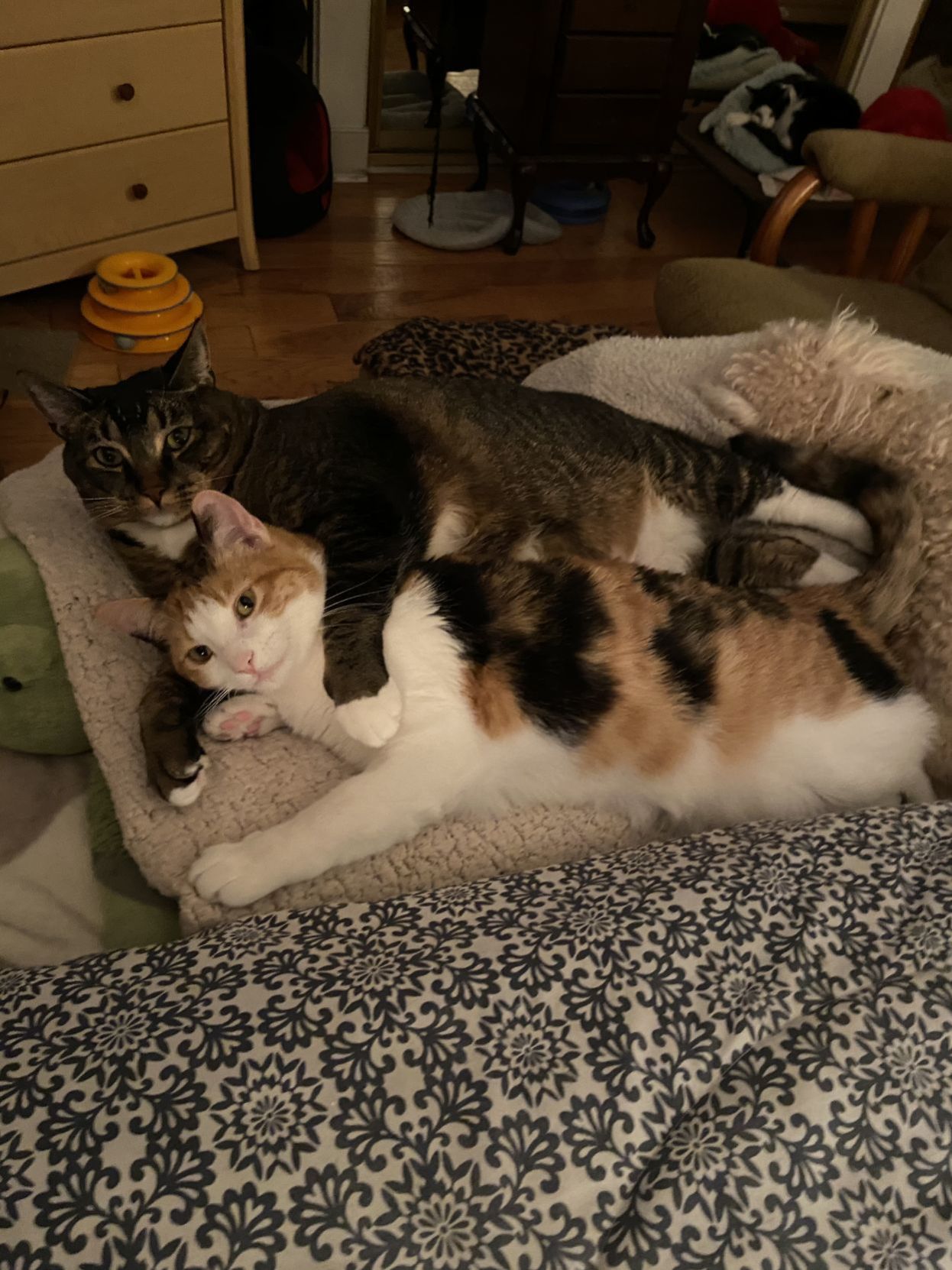 Bailey and Duchess